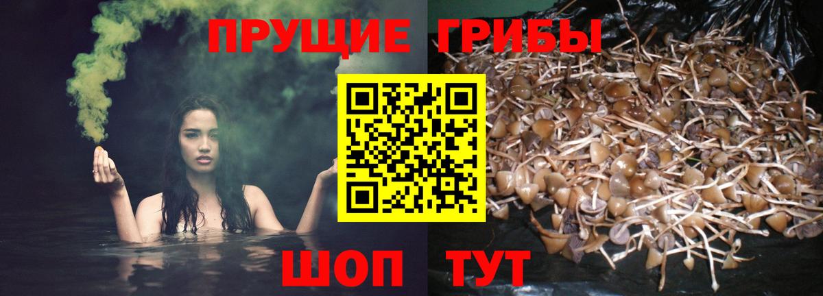 как найти   Вход с VPN  Лобня  Галлюциногенные грибы Cubensis  Галлюциногенные грибы мицелий 